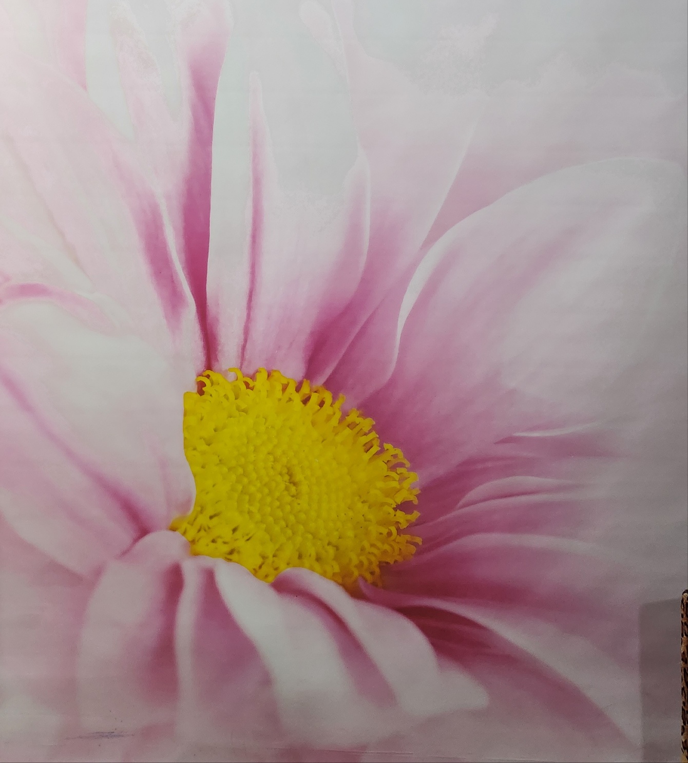2000769928_VAlxBLhe_d9f136cc0fb2f482491ee867a9c736e6e6568783.jpg 이미지크게보기